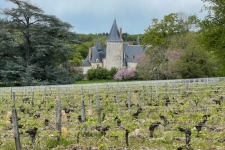 Wijngaard met kasteel in het voorjaar